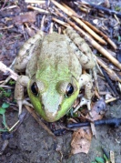 green frog 2