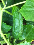 pickling cucumber